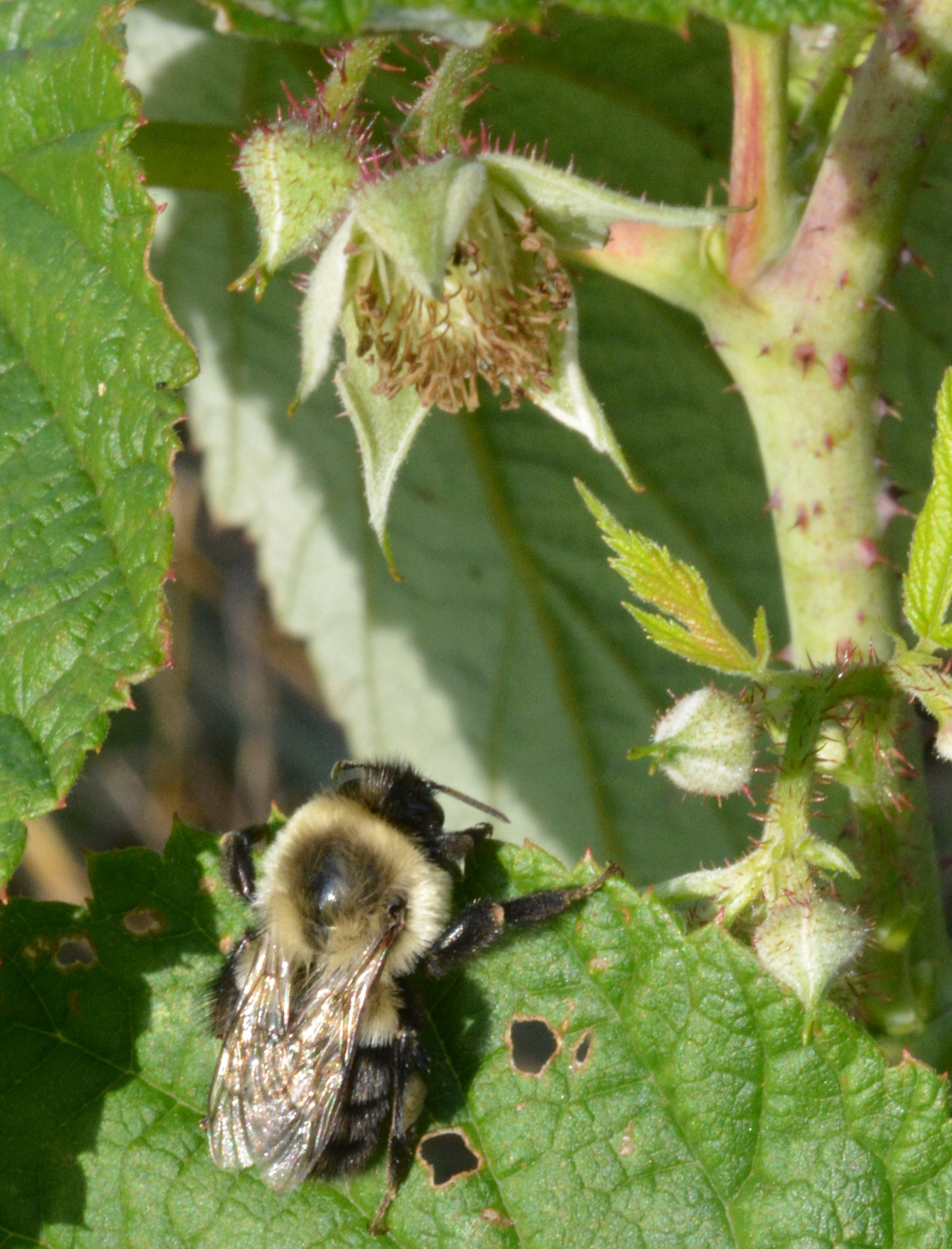 DSC_0563 Bee raspberry nice for web