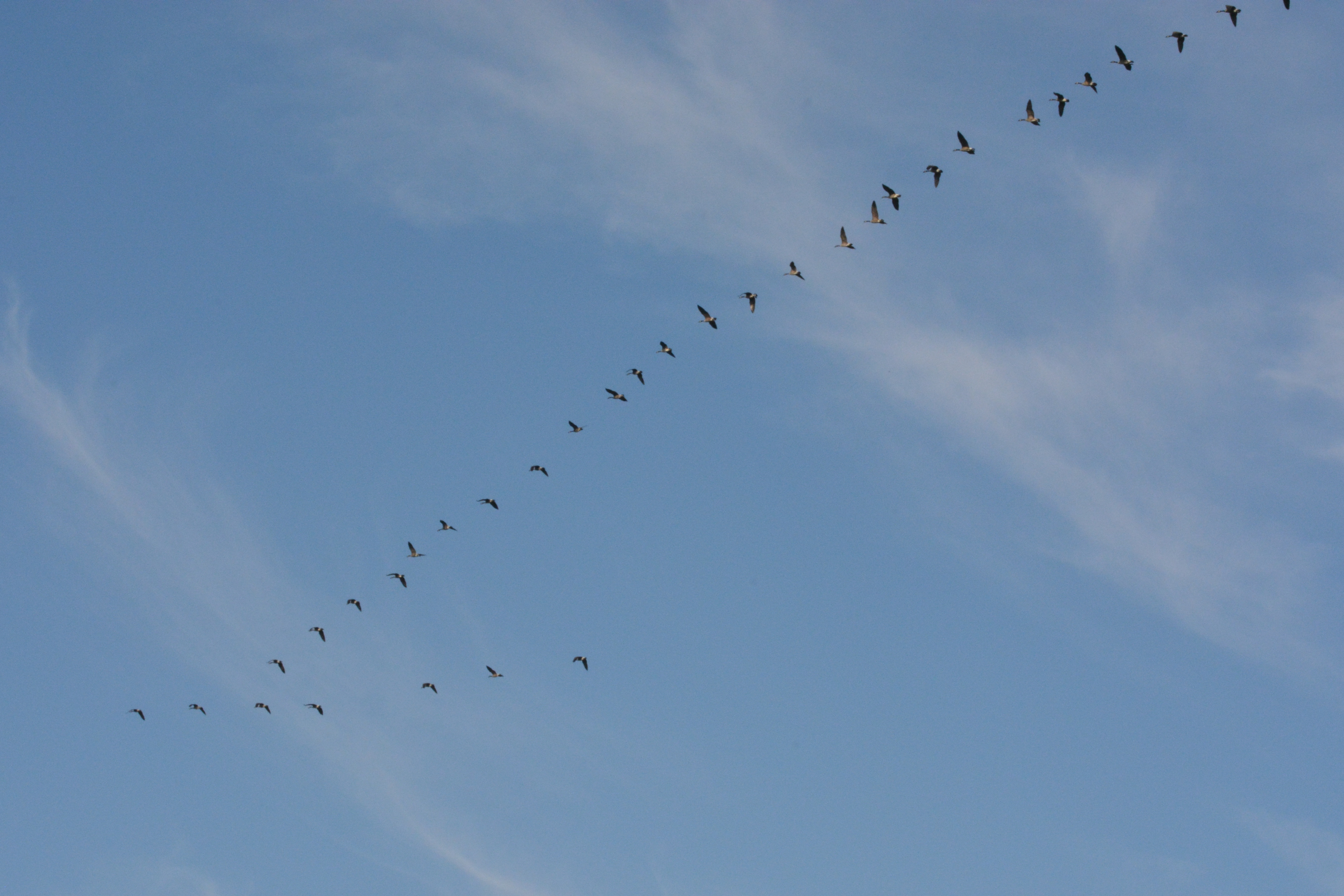 Geese formation
