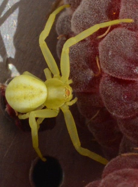 taken october 4 50 degrees 076spider eyes