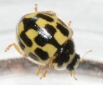 14 spotted ladybug e watson