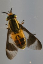 deer-fly.jpg