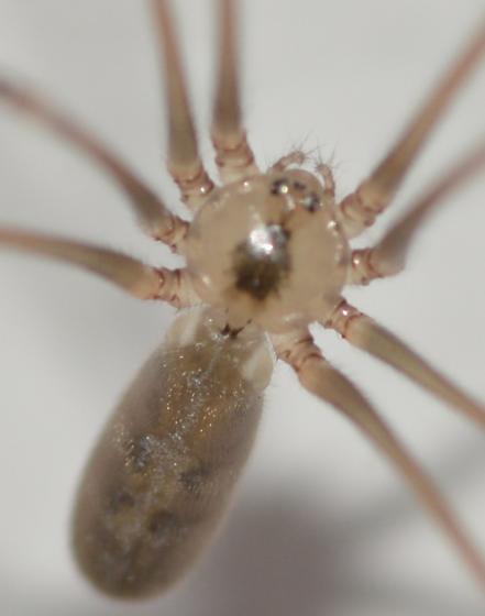 Long bodied cellar spider