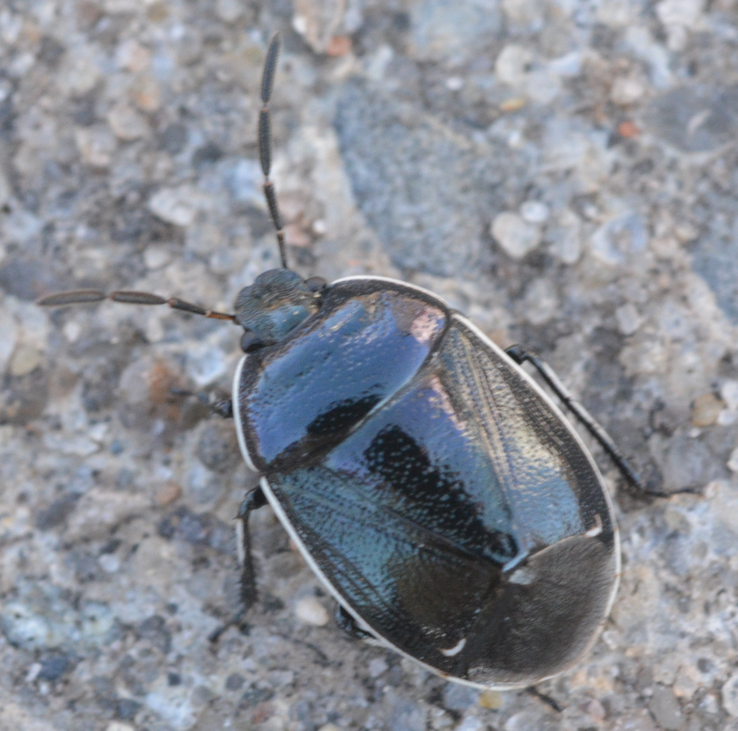 white-margined-burrower-beetle.jpg